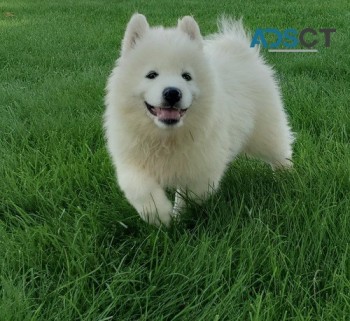 Samoyed Puppy 5th Gen Pedigrere Ready