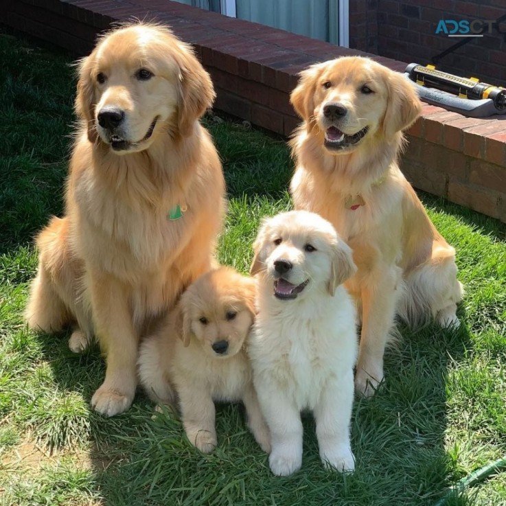 Golden Retriever Puppies For Sale