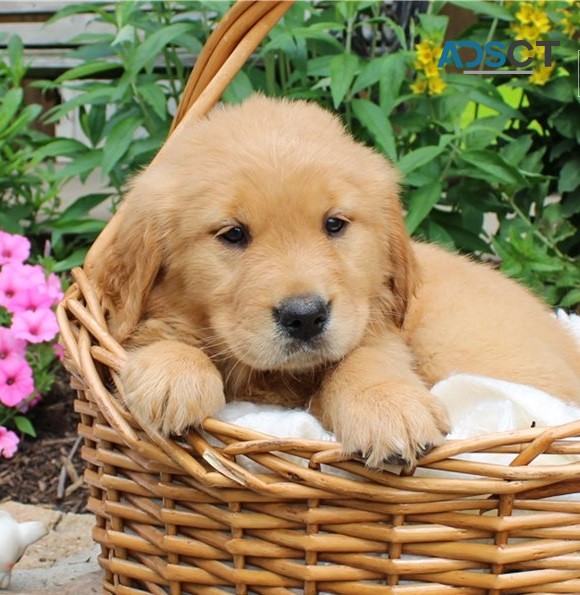 Golden Retriever Puppies For Sale