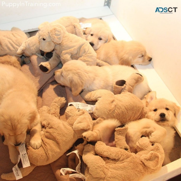 Golden Retriever Puppies For Sale