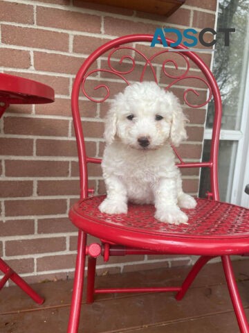 Beautiful Bichon Frise