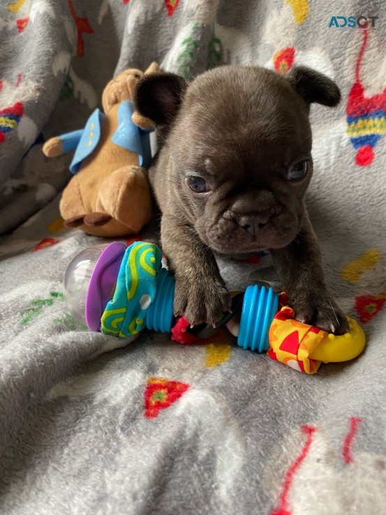 French Bulldog Puppies