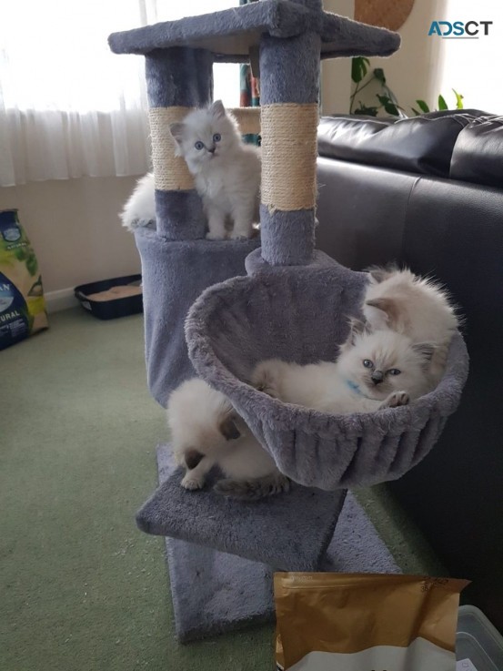  Ragdoll Kittens available now    