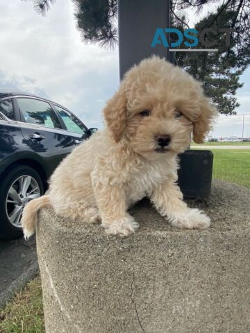  Beautiful Red Toy Poodle Puppies