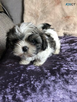 Adorable and Lovely Shih Tzu Puppies