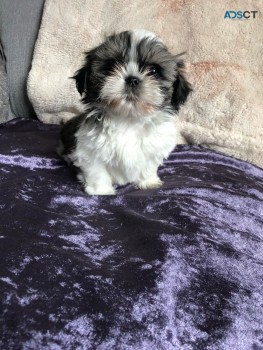 Adorable and Lovely Shih Tzu Puppies