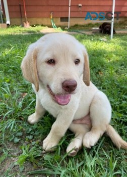 Labrador Retriever