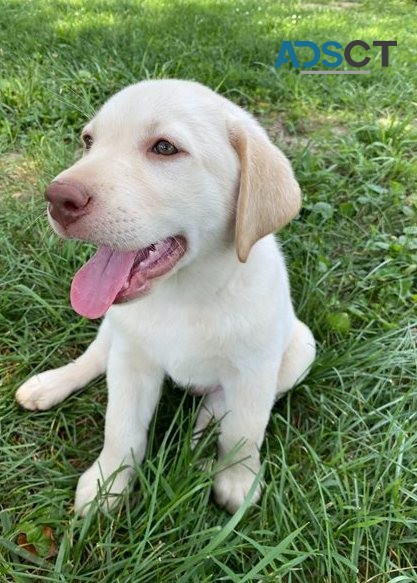 Labrador Retriever