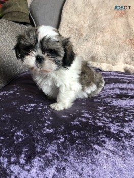 Shih Tzu puppies Looking for good Home