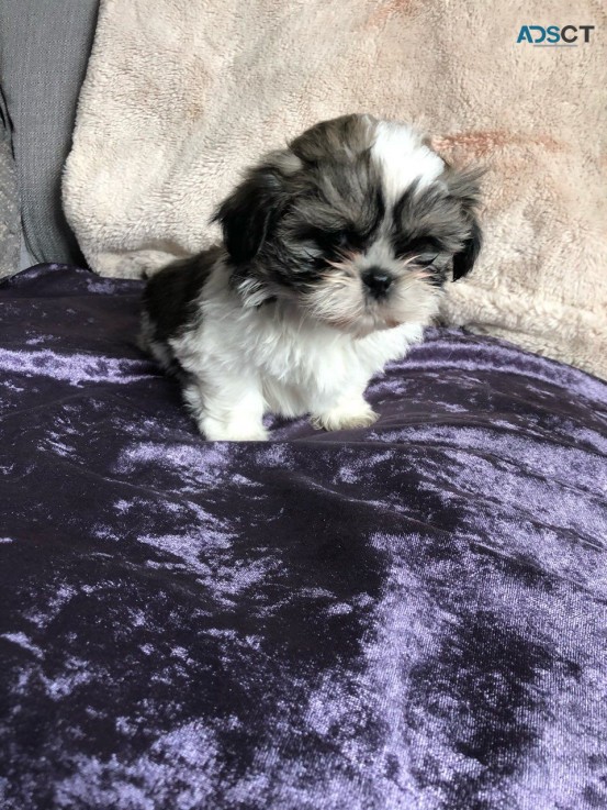 Shih Tzu puppies Looking for good Home