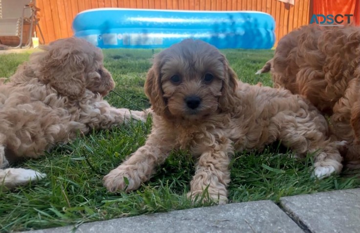 Cavapoo puppies ready now 