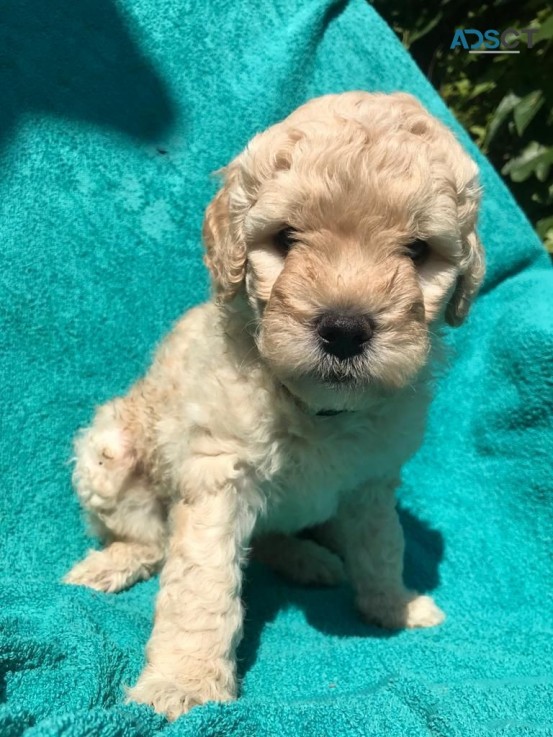 Two Labradoodle Puppies 