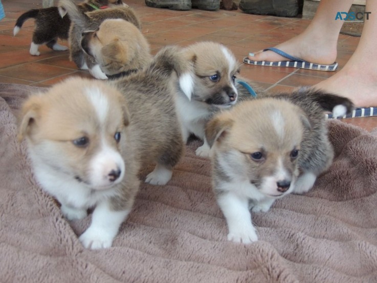 Wonderful 12 week old Welsh Corgi  puppi