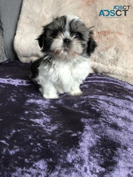  Shih Tzu Puppies