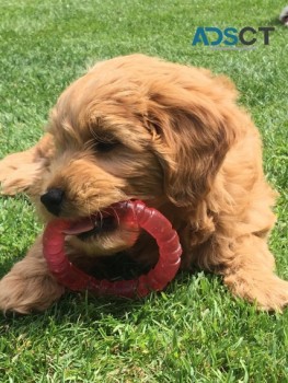 F1b Gorgeous Mini Goldendoodle Pup 