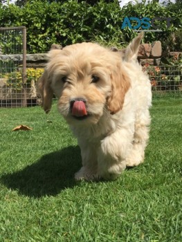 F1b Gorgeous Mini Goldendoodle Pup 