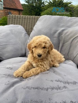 F1b Gorgeous Mini Goldendoodle Pup 