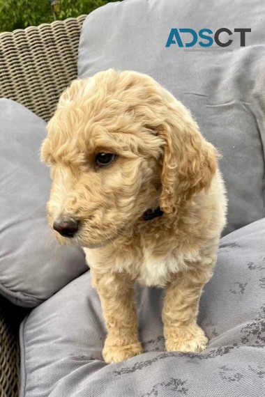 F1b Gorgeous Mini Goldendoodle Pup 