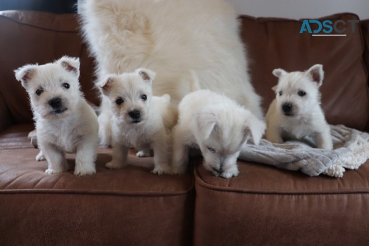 West Highland Terrier 