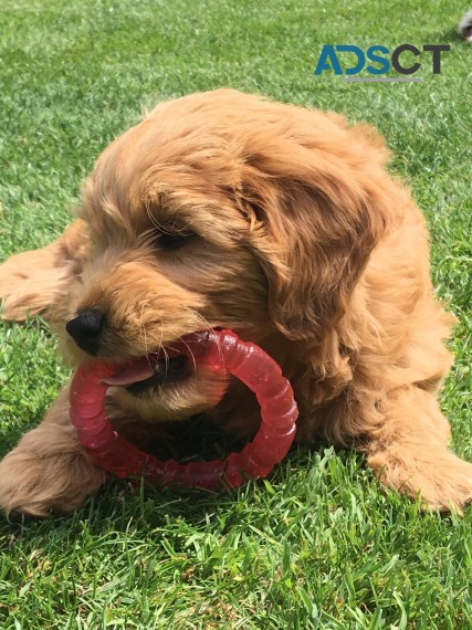 Miniature Golden Doodles for sale