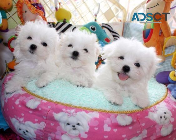 Teacup Maltese Puppies