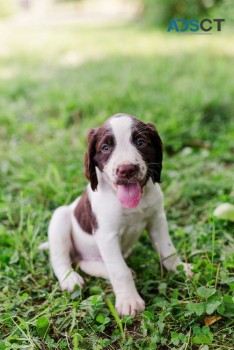 Lovely English Springer Spaniel Pups