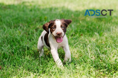 Lovely English Springer Spaniel Pups