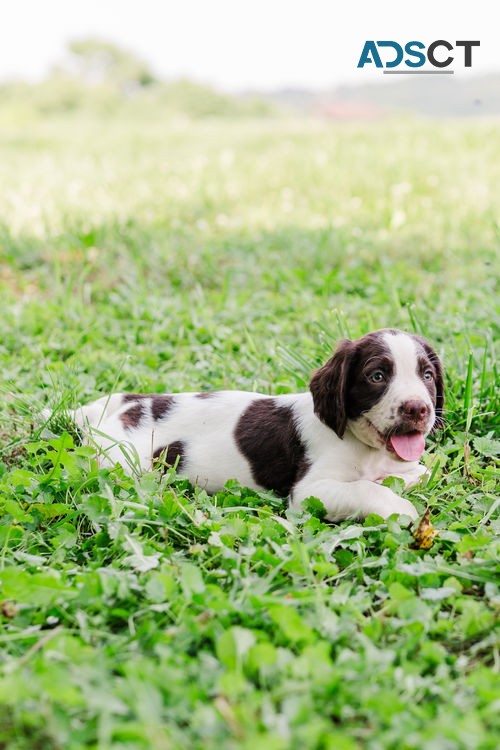 Lovely English Springer Spaniel Pups