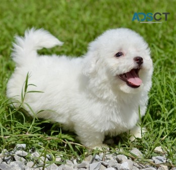 Bichon Frise Puppies For Sale