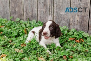 Lovely English Springer Spaniel Pups