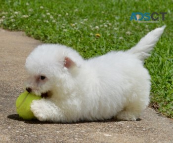 Bichon Frise Puppies For Sale