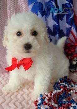 Bichon Frise Puppies For Sale