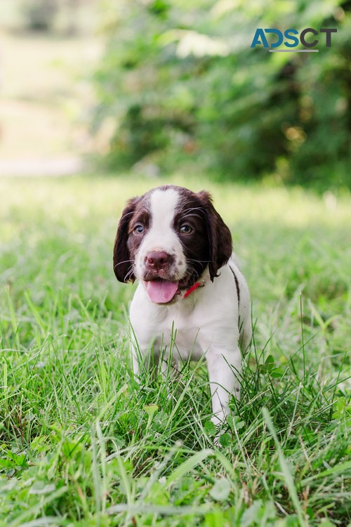 Lovely English Springer Spaniel Pups