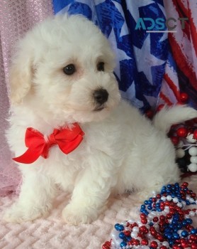 Bichon Frise Puppies For Sale