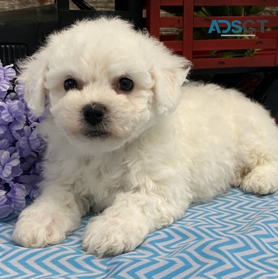 Bichon frise Puppies For Sale