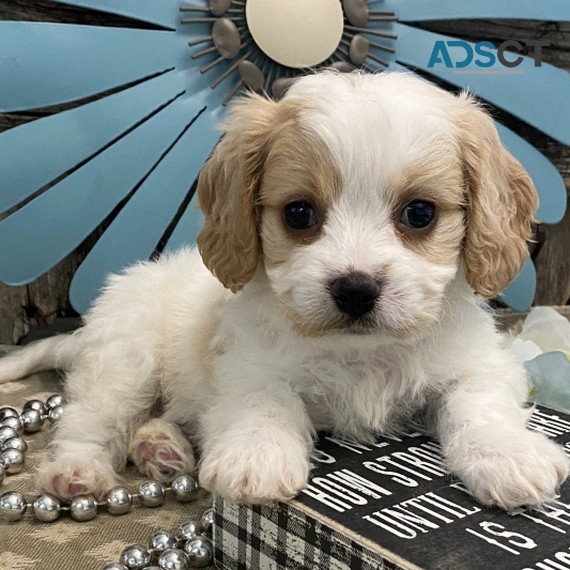 Cavachon Puppies For Sale