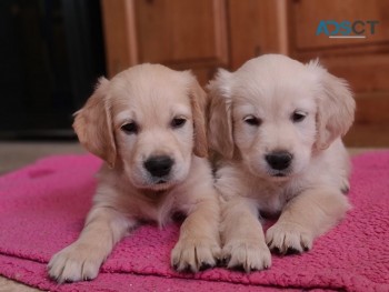 Absolutely cute Golden Retrievers 