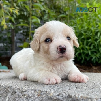 Cavachon Puppies For Sale