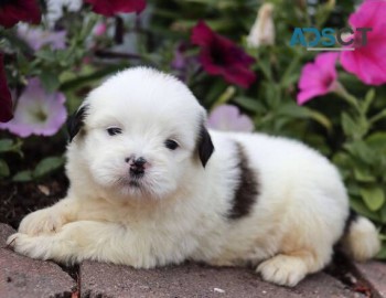 Lhasa Apso Puppies For Sale