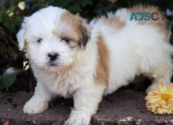 Lhasa Apso Puppies For Sale