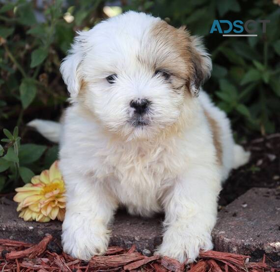 Lhasa Apso Puppies For Sale