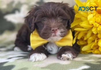 Lhasa Apso Puppies For Sale