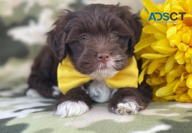 Lhasa Apso Puppies For Sale