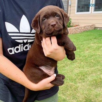 Labrador puppies for sale