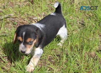 Beagle puppies for sale