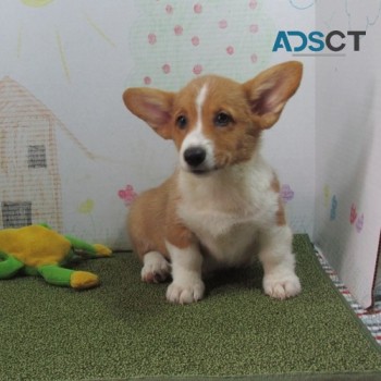 Pembroke Welsh Corgi Puppy for Sale