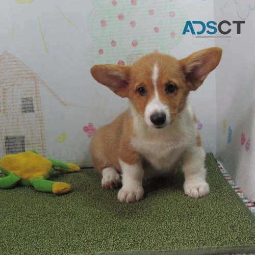 Pembroke Welsh Corgi Puppy for Sale