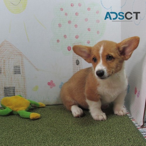 Pembroke Welsh Corgi Puppy for Sale