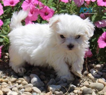 Maltese Puppies For Sale