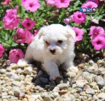 Maltese Puppies For Sale